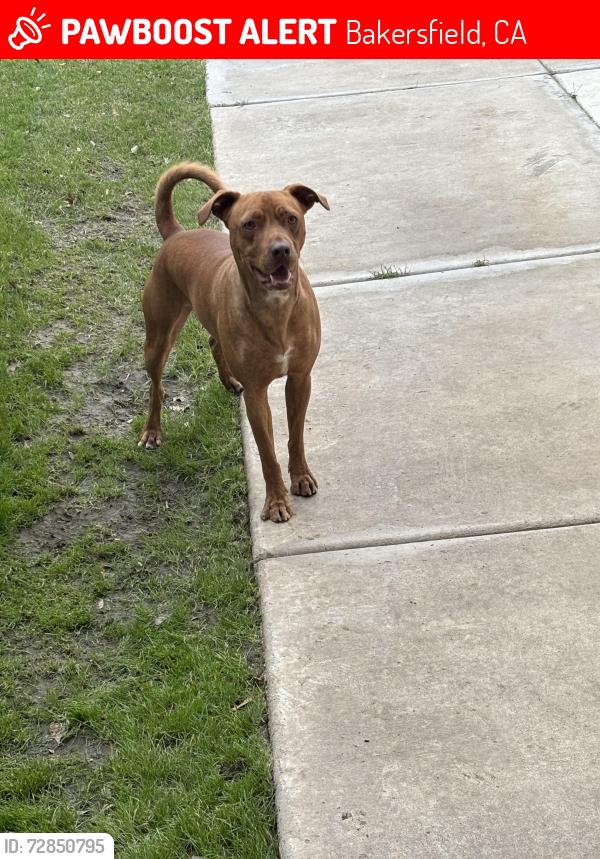 Lost Male Dog last seen Union, Bakersfield, CA 93301