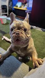 Lost Male Dog last seen Near sw 17 st 33175 , Miami, FL 33175