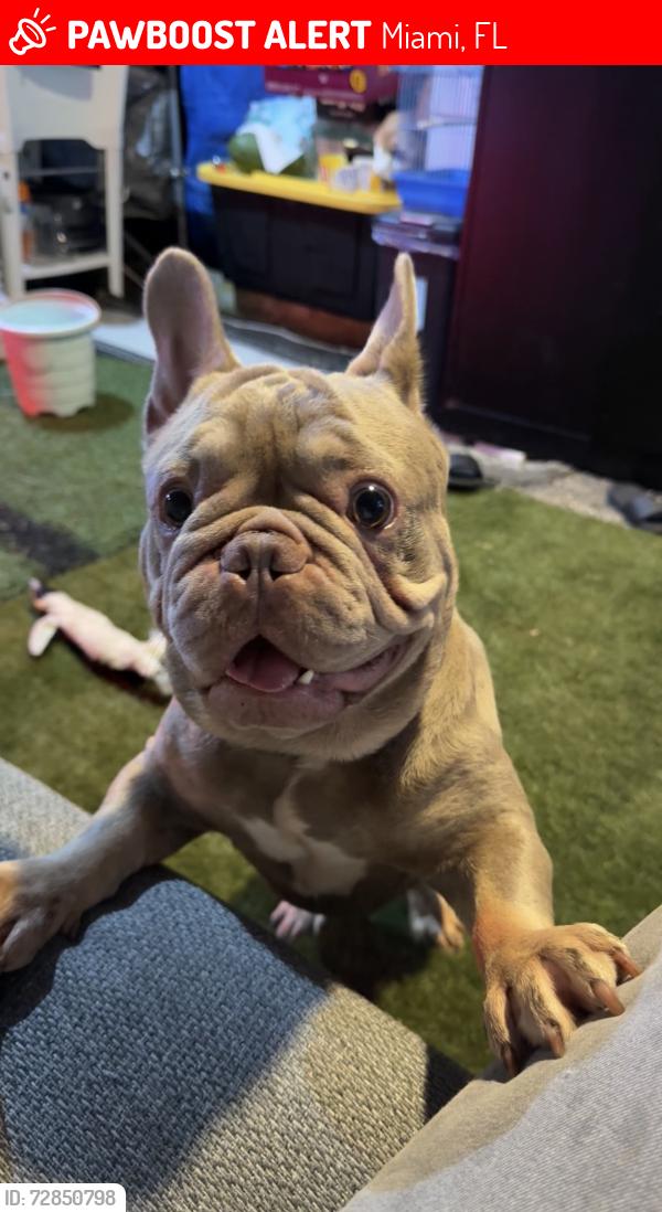 Lost Male Dog last seen Near sw 17 st 33175 , Miami, FL 33175