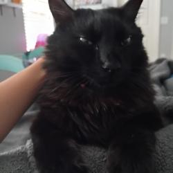 Reunited Male Cat last seen Royal Ridge, Davenport, FL 33837