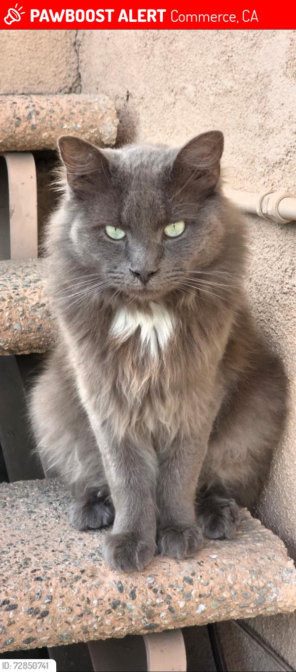 Lost Male Cat last seen Atlantic Blvd and Washington , Commerce, CA 90040