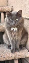 Lost Male Cat last seen Atlantic Blvd and Washington , Commerce, CA 90040