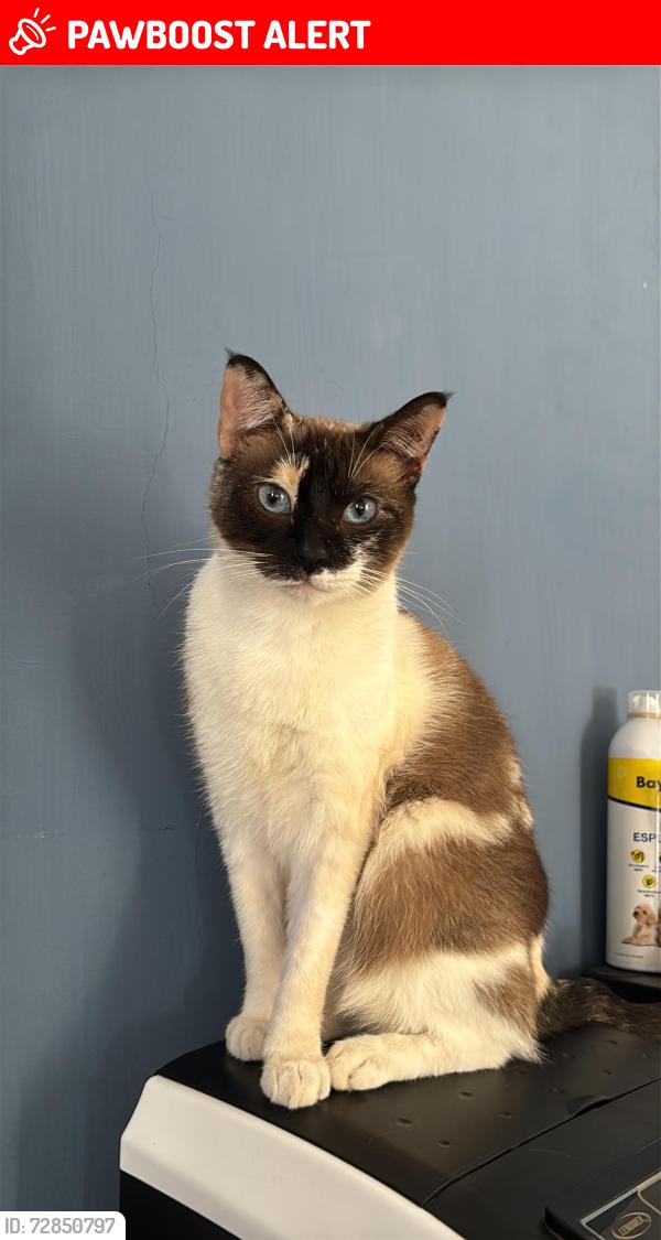 Lost Female Cat last seen Pico de Orizaba y quinceñ , Oaxaca de Juárez, Oax. 68020