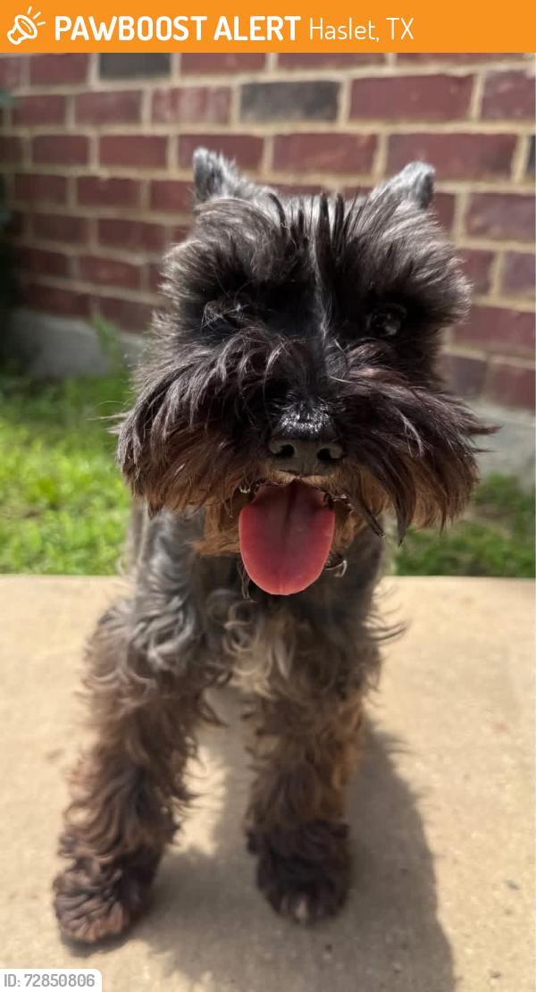 Found/Stray Female Dog last seen Baverton/Hawks Landing, Haslet, TX 76052