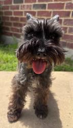 Found/Stray Female Dog last seen Baverton/Hawks Landing, Haslet, TX 76052