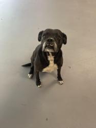 Found/Stray Female Dog last seen Pendergrass, Soddy-Daisy, TN 37379