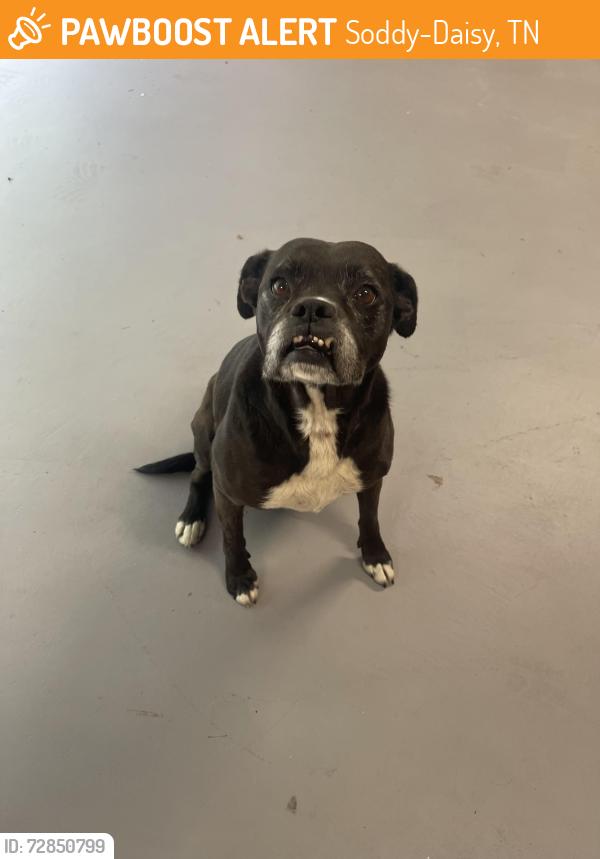 Found/Stray Female Dog last seen Pendergrass, Soddy-Daisy, TN 37379