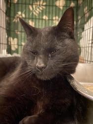 Found/Stray Male Cat last seen 4th Place and Court Street at Mazzone’s Hardware Store, Brooklyn, NY 11231
