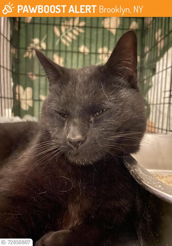 Found/Stray Male Cat last seen 4th Place and Court Street at Mazzone’s Hardware Store, Brooklyn, NY 11231