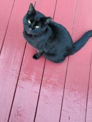 Lost Male Cat last seen  Fairway View Drive , Etowah, NC 28729