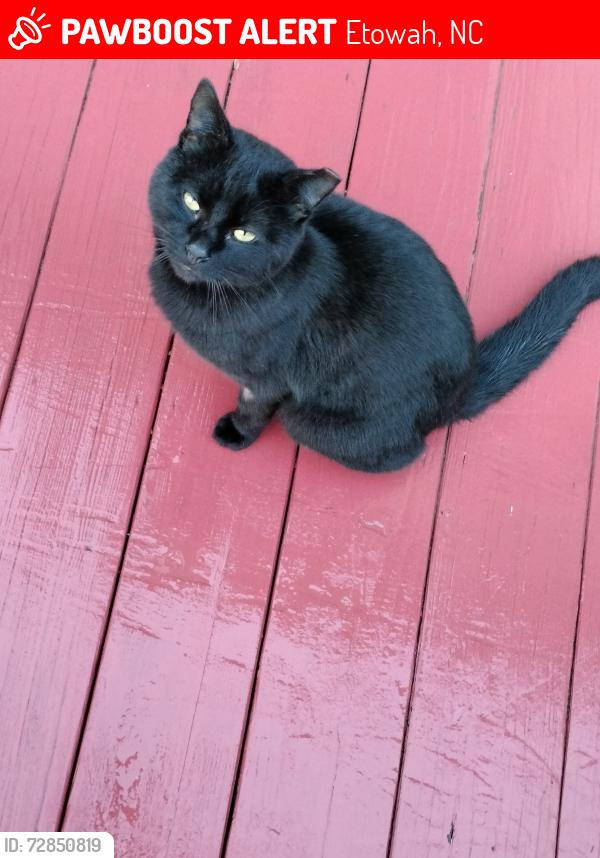 Lost Male Cat last seen  Fairway View Drive , Etowah, NC 28729