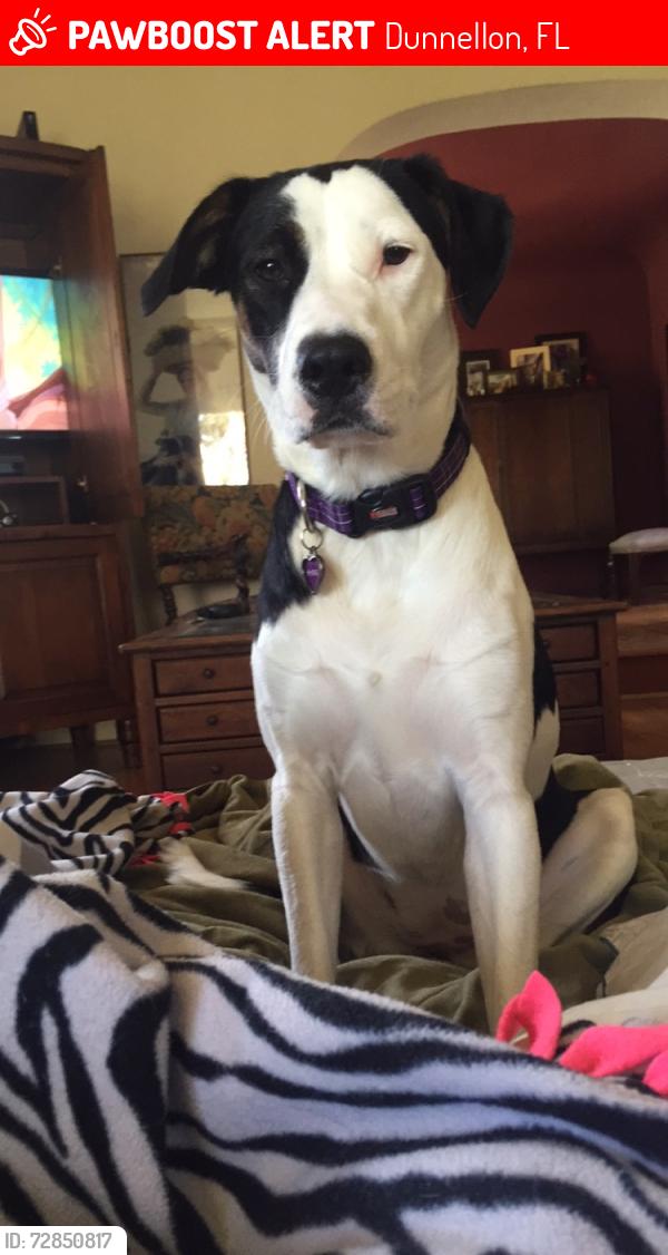 Lost Female Dog last seen SW 63rd Pl, Dunnellon, FL 34431