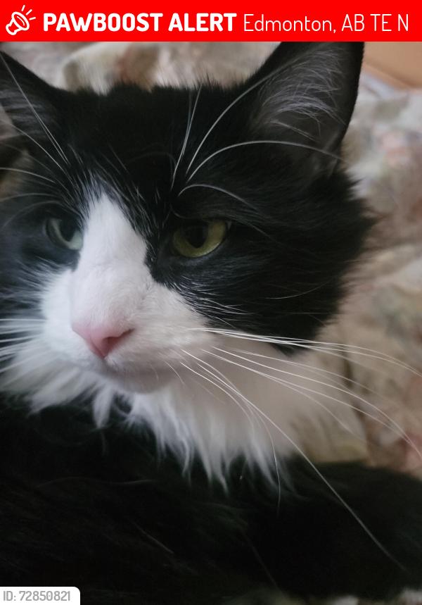 Lost Male Cat last seen Evansdale/insfield, Edmonton, AB T5E 2N2
