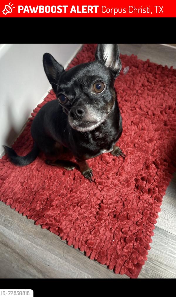 Lost Male Dog last seen Down kostoryz , Corpus Christi, TX 78415