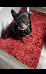 Lost Male Dog last seen Down kostoryz , Corpus Christi, TX 78415