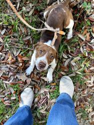 Found/Stray Female Dog last seen Cottage Hill Ave and Hillcrest Lane, Mobile, AL 36693