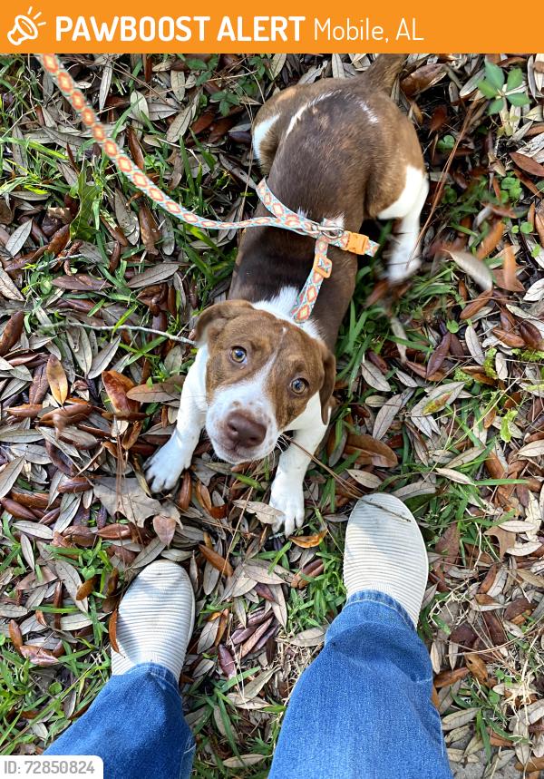 Found/Stray Female Dog last seen Cottage Hill Ave and Hillcrest Lane, Mobile, AL 36693