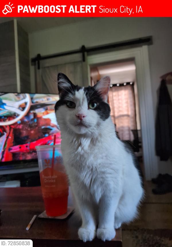 Lost Male Cat last seen 25th St and Wall St in Sioux City, Sioux City, IA 51104