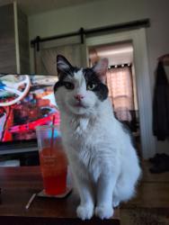Lost Male Cat last seen 25th St and Wall St in Sioux City, Sioux City, IA 51104