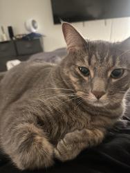Reunited Male Cat last seen Hamilton, Huntington Beach, CA 92646