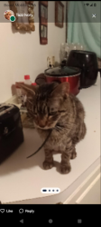 Reunited Female Cat last seen Webster and farwell, Milwaukee, WI 53211