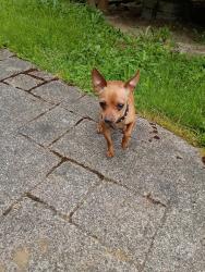 Found/Stray Male Dog last seen 252nd and 48th ave East , Graham, WA 98338