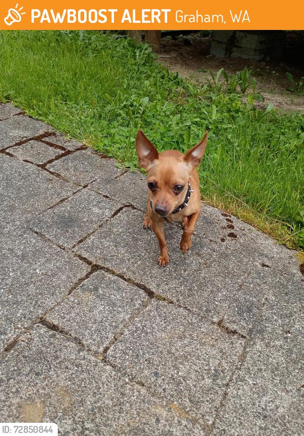 Found/Stray Male Dog last seen 252nd and 48th ave East , Graham, WA 98338