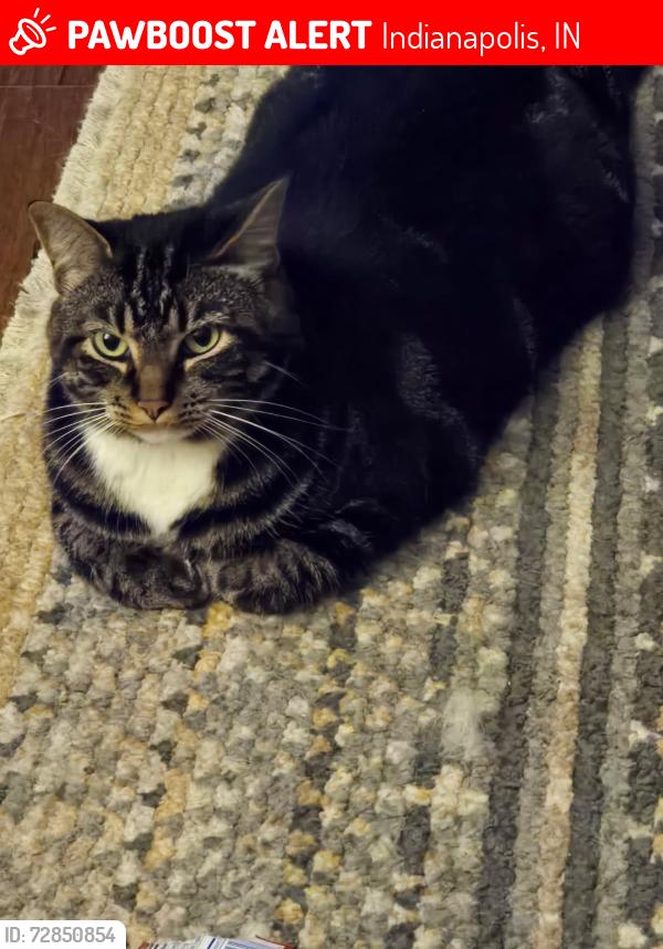 Lost Female Cat last seen five points , Indianapolis, IN 46239
