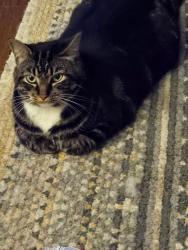 Lost Female Cat last seen five points , Indianapolis, IN 46239