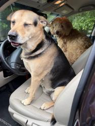 Found/Stray Unknown Dog last seen Lanier springs , Buford, GA 30518