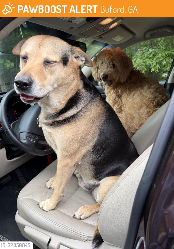 Found/Stray Unknown Dog last seen Lanier springs , Buford, GA 30518