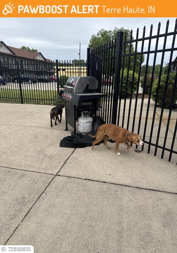 Found/Stray Unknown Dog last seen 13th and spruce, Terre Haute, IN 47807