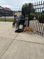 Found/Stray Unknown Dog last seen 13th and spruce, Terre Haute, IN 47807