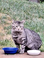 Found/Stray Male Cat last seen Old Hillsborough Rd and Hwy 119, Mebane, NC 27302