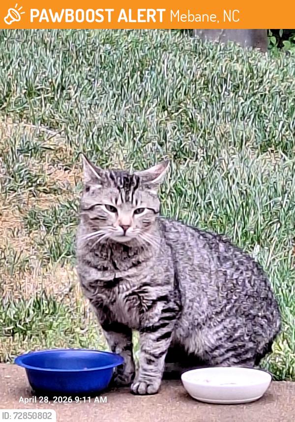 Found/Stray Male Cat last seen Old Hillsborough Rd and Hwy 119, Mebane, NC 27302