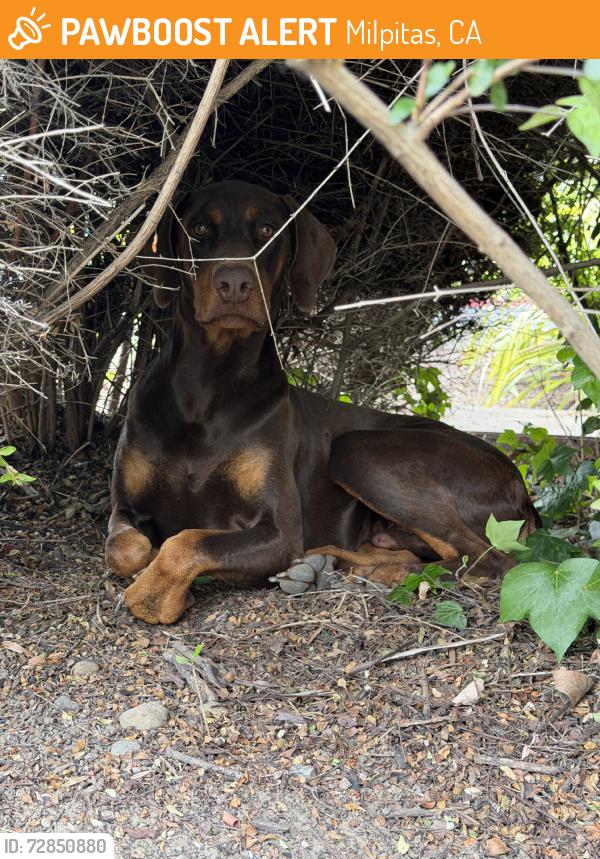 Found/Stray Male Dog last seen Ames and montague, Milpitas, CA 95035