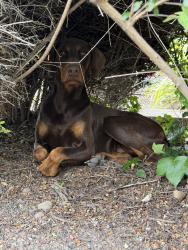 Found/Stray Male Dog last seen Ames and montague, Milpitas, CA 95035