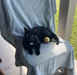 Lost Male Cat last seen Buddy Ellis Rd. between Walker South and Juban, Denham Springs, LA 70726