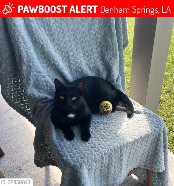 Lost Male Cat last seen Buddy Ellis Rd. between Walker South and Juban, Denham Springs, LA 70726