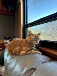 Lost Female Cat last seen Massachusetts Ave/Hickory Street, Toms River, NJ 08753