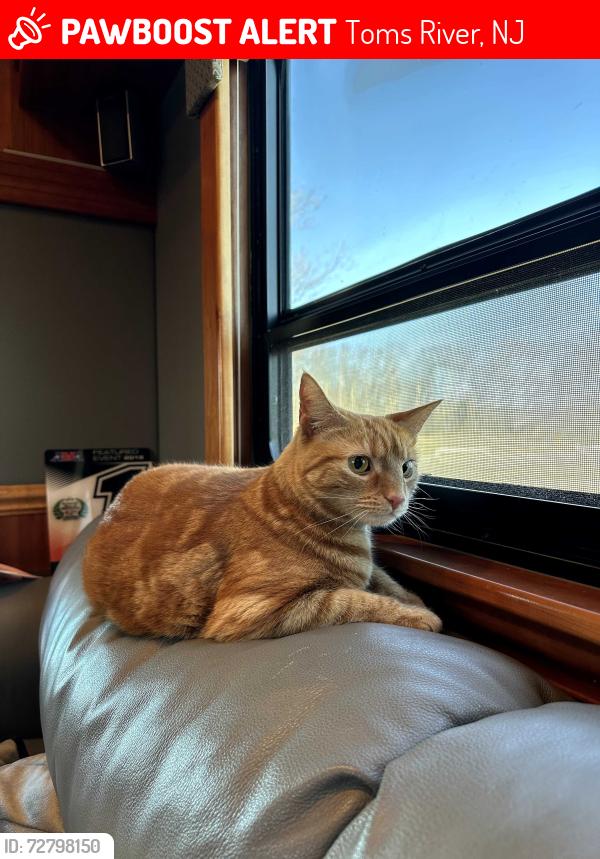 Lost Female Cat last seen Massachusetts Ave/Hickory Street, Toms River, NJ 08753