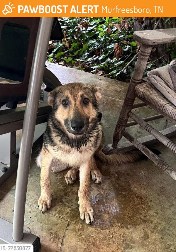 Found/Stray Unknown Dog last seen Rutherford and Greenland, Murfreesboro, TN 37130
