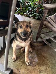 Found/Stray Unknown Dog last seen Rutherford and Greenland, Murfreesboro, TN 37130