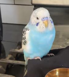 Found/Stray Male Bird last seen Crystal, MN, Minneapolis, MN 55428