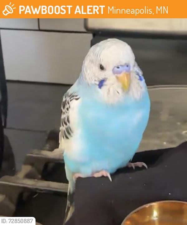 Found/Stray Male Bird last seen Crystal, MN, Minneapolis, MN 55428