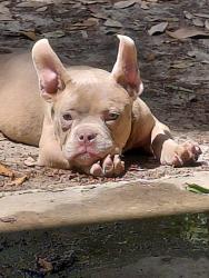 Lost Male Dog last seen Near biscanye st, Baker, LA 70714