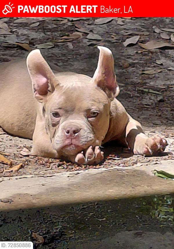 Lost Male Dog last seen Near biscanye st, Baker, LA 70714