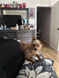 Lost Male Dog last seen Sepúlveda basin park , Los Angeles, CA 91411