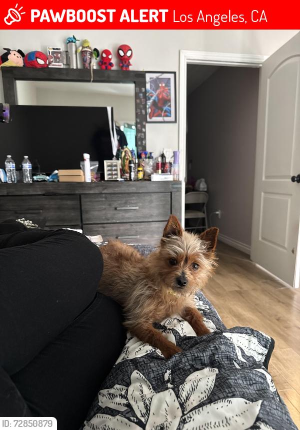 Lost Male Dog last seen Sepúlveda basin park , Los Angeles, CA 91411