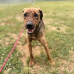 Shelter Stray Female Dog last seen , Greenville, SC 29609